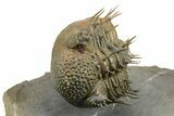 Enrolled Spiny Drotops Armatus Trilobite - Multi-Toned Shell #255441-6